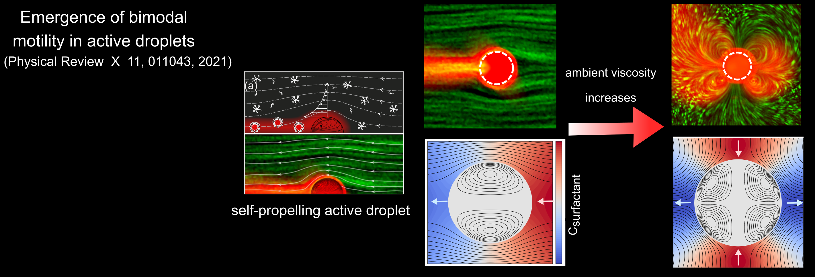 Emergence of bimodal motility in active droplets